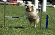 Shetland Collie agility Shetland Collie agility