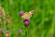 Schmetterling