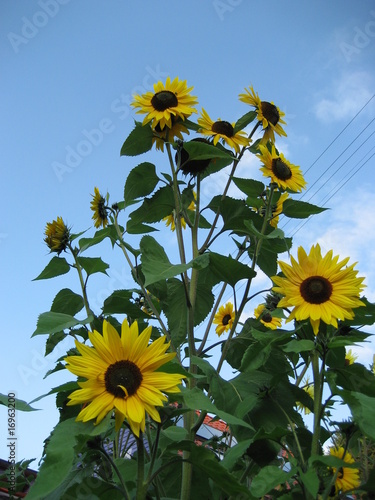 Photo: Sonnenblumen Sonnenblumen