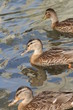 CANARDS