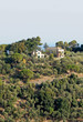 green hill