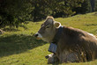 mucca montana