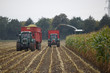 Maisernte im Herbst