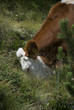 mucca