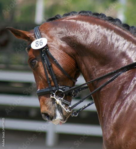 Dressage horse head © Joanna Jodko #16971605. Dressage horse head