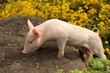 pig baby pig baby