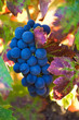 Wine Grapes