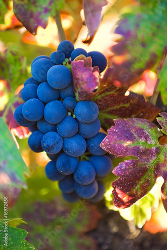 Photo: Wine Grapes Wine Grapes