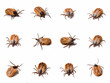 Few different shots of tick (Ixodes ricinus) on white background Few different shots of tick (Ixodes ricinus) on white background