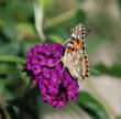 Photo: Hungarian Butterfly on Purple Flower Hungarian Butterfly on Purple Flower