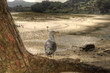 Mouette au repos Mouette au repos