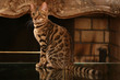 le superbe chat du bengal se reflète sur la table en verre