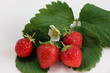 Fraises bio