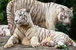 white tigers