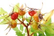 Rosehip