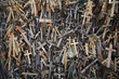 Lithuanian graveyard with wooden crosses