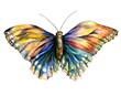 Butterfly Illustration