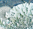 Abstract nature background