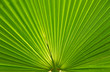 Blatt Struktur