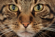 visage d'un chat