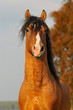 bay horse stallion portrait in autumn