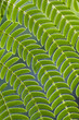 Green leaf pattern
