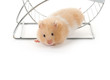 Teddy Bear Hamster