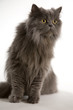 graue Perserkatze