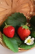 Duo de fraises bio