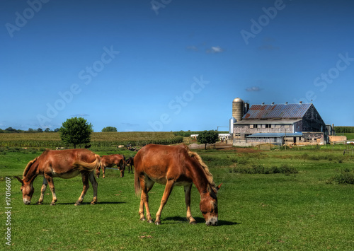 Photo: Amish Horse Farm Amish Horse Farm