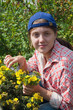 Girl cutting shrubby cinquefoil