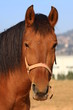 Caballo en Santpedor
