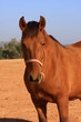 Caballo en santpedor 2