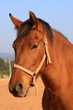 Caballo tranquilo en santpedor 2