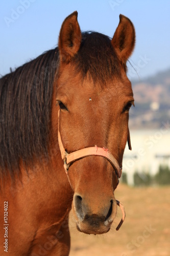 Caballo en Santpedor