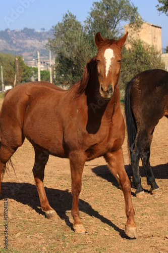 Caballo cabalgando en santpedor