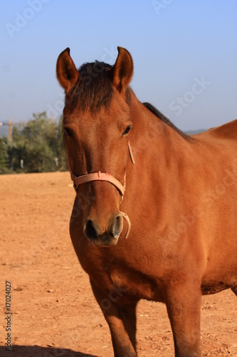 Caballo en santpedor 2
