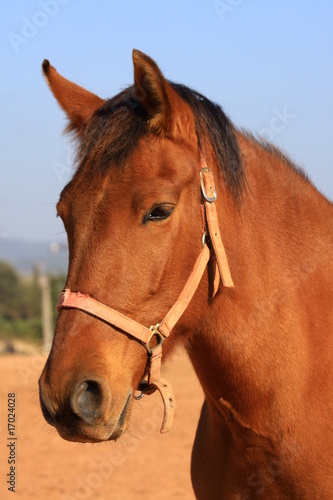 Caballo tranquilo en santpedor 2