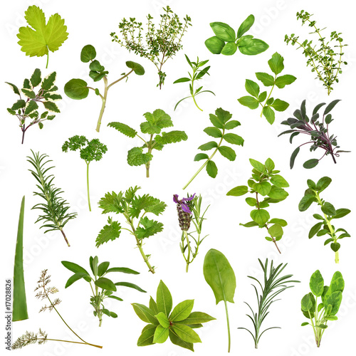 Photo: Large Herb Leaf Selection Large Herb Leaf Selection