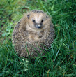 Igel_112871