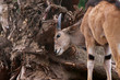 Elenantilope