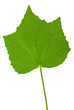 Leaf