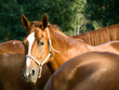 Horse portrait