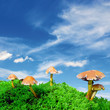 magic mushroom blue sky