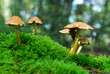 magic mushroom