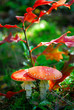 red toadstool with oak leaves