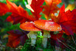 red toadstool