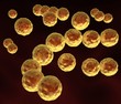 Streptococci