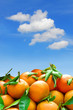 tangerines blue sky