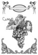 Grape vector